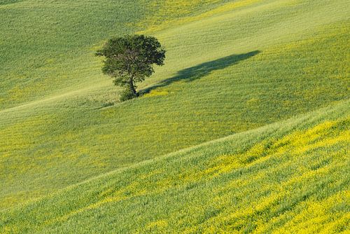 Gouden uitgestrektheid en stille wortels - de moerbeiboom in bloeiend Toscane