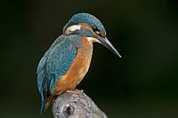 IJsvogel