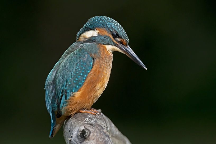 Martin-pêcheur par Dirk Claes