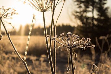 Herfst in Finland van Gert-Jan Kamans