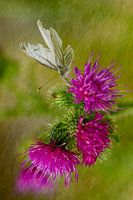 Butterfly on a flower