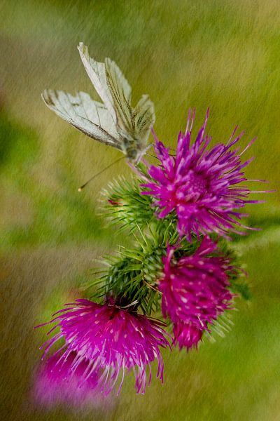 Butterfly on a flower by Lucas De Beleyr