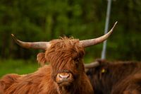 Schotse Hooglander in de wind