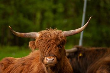 Highlander écossais dans le vent