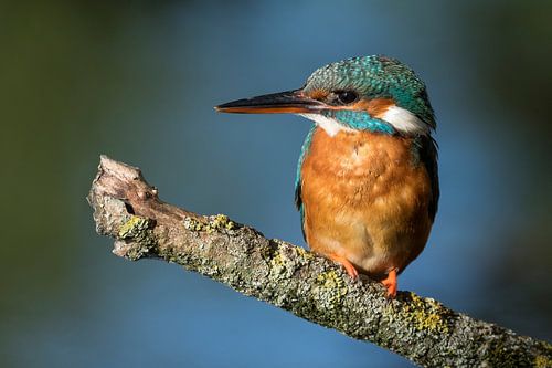 Vögel | Eisvogel Porträt der Eisvogel-Frau