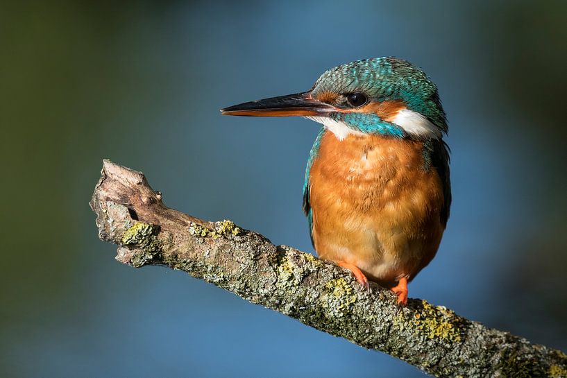 Vögel | Eisvogel Porträt der Eisvogel-Frau von Servan Ott