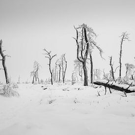 Whispers of a winter wasteland by Guy Lambrechts Photography