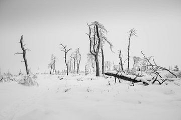 Whispers of a winter wasteland