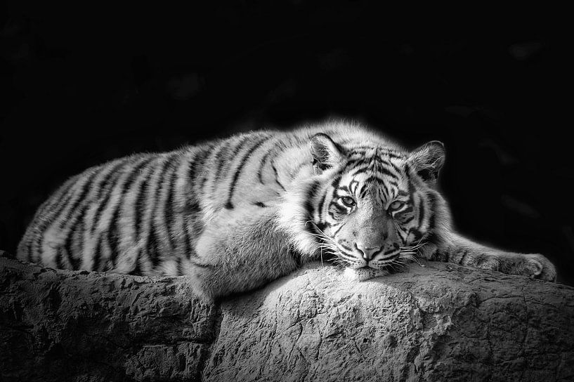 Siberian tiger by Tilly Meijer