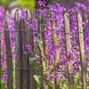Des fleurs violettes sur une clôture en bois sur Miranda Heemskerk