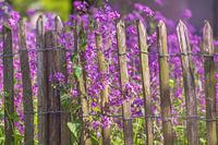 Paarse bloemen bij een houten hekje