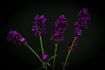 Lavendel van Sabina Meerman