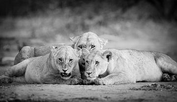 Löwin mit Junge in Schwarz & Weiß von YvePhotography