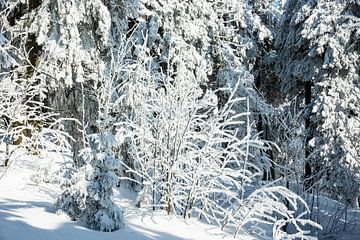 Winter im Riesengebirge bei Janske Lazne, Tschechien von Rico Ködder