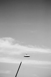 Gull on lantern in black and white by ellenklikt