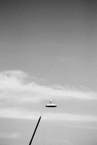 Gull on lantern in black and white