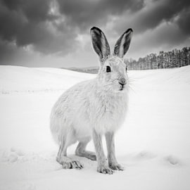 Snow hare in winter by Vlindertuin-Art