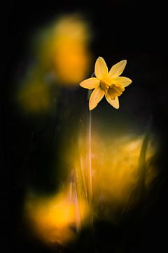 Daffodils dancing in the breeze by Bob Daalder