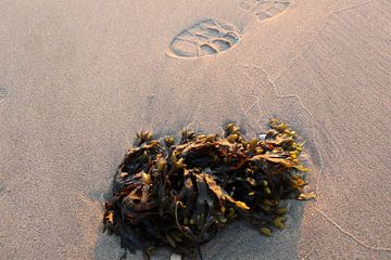 zeewier op het strand van Tessa_Ottens