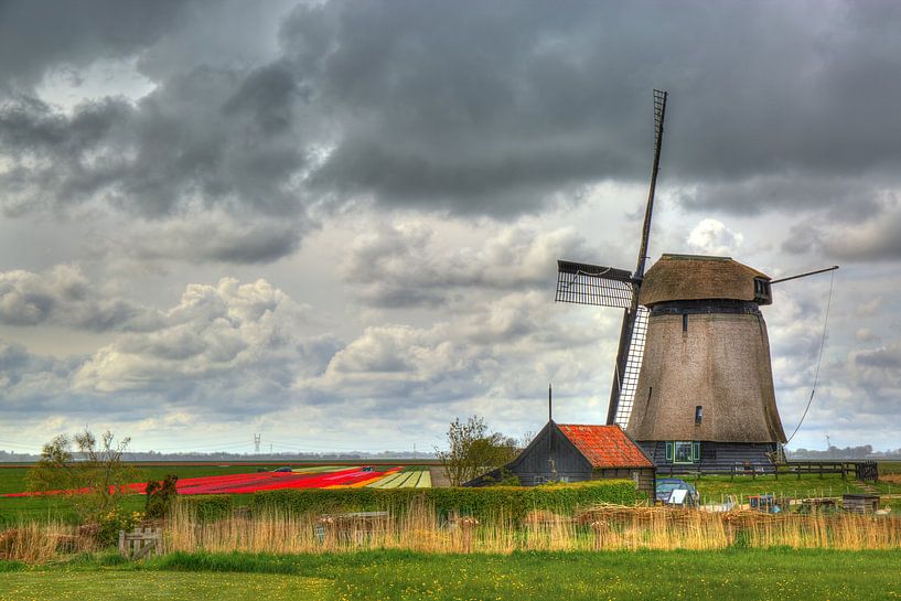 Molen en bollenveld by Jan Siebring