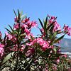 Oleander op grote hoogte van Ingrid de Vos - Boom