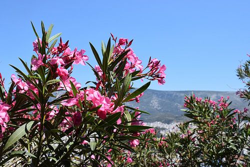 Oleander op grote hoogte