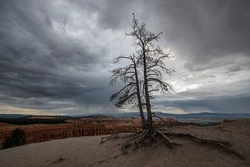 Bryce Canyon N.P. van Tilly Meijer