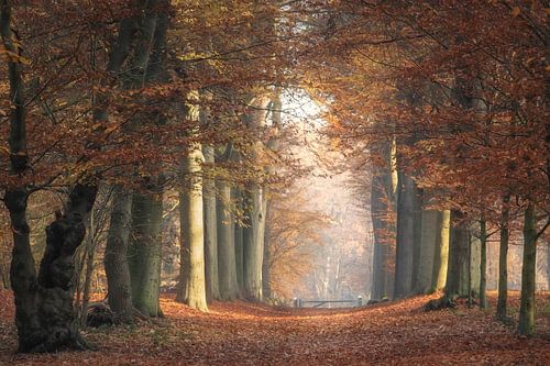 Orange autumn