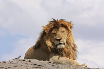 Lion with a little friend von Saskia Hoks