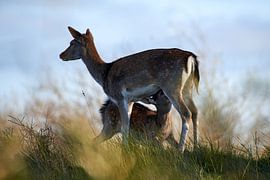 Hertenkalfje en moeder by Arjen van den Broek