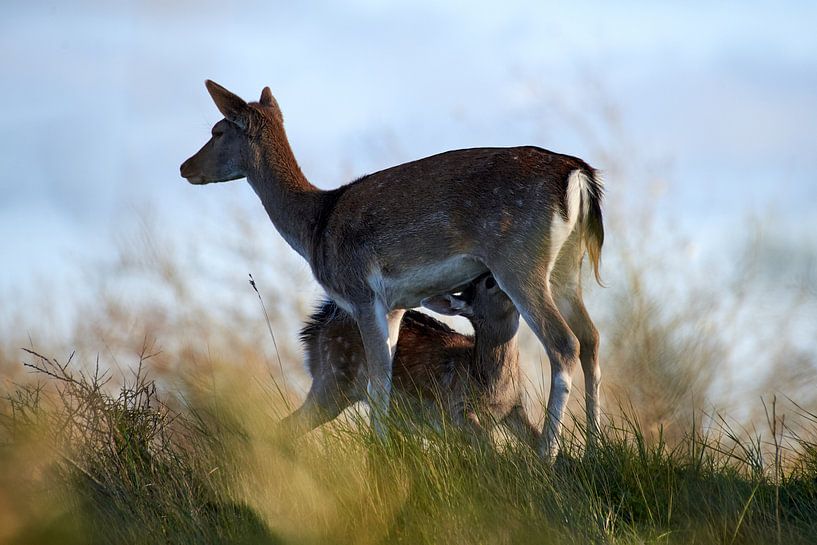 Hertenkalfje en moeder by Arjen van den Broek
