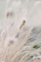 Ornamental grass in winter | Nature photography wall art
