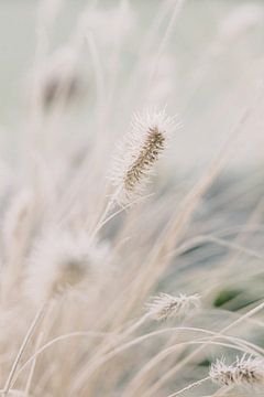Ornamental grass in winter | Nature photography wall art by Milou van Ham