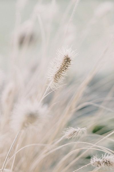 Lampenpoetsersgras in de winter | Natuur fotografie wall art van Milou van Ham