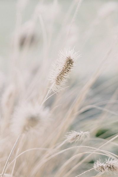 Lampenschirm Gras im Winter | Naturfotografie Wandkunst von Milou van Ham