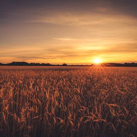 Champ de céréales au coucher du soleil sur Skyze Photography by André Stein