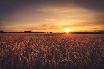 Champ de céréales au coucher du soleil sur Skyze Photography by André Stein