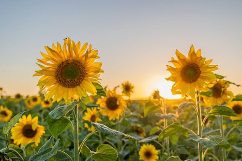 Zonnebloemen aan het shinen op een zomerse avond met zonsondergang