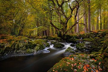 De oude boom Tollymore Forest
