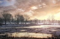 Wintermorgen im Naturschutzgebiet Kempen-Broek von Peschen Photography Miniaturansicht