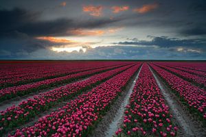 Tulipes le long de la digue des Wadden
