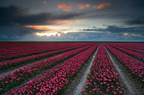 Tulpen langs de Wadden dijk