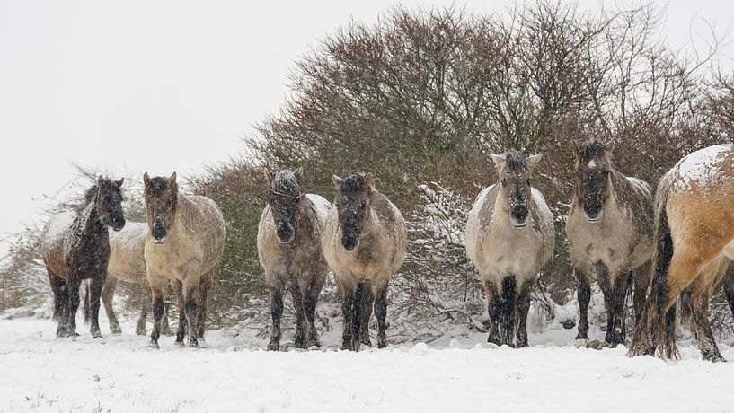 Konik horses in the snow by Dirk van Egmond