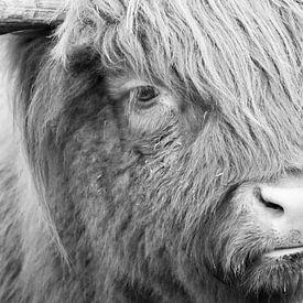 Close up of a Scottish Highlander by Judith van Wijk