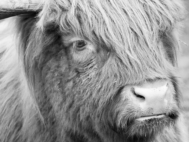 Close up of a Scottish Highlander by Judith van Wijk
