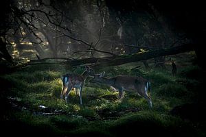 Mutter und Tochter Damhirsch in einem Märchenwald.