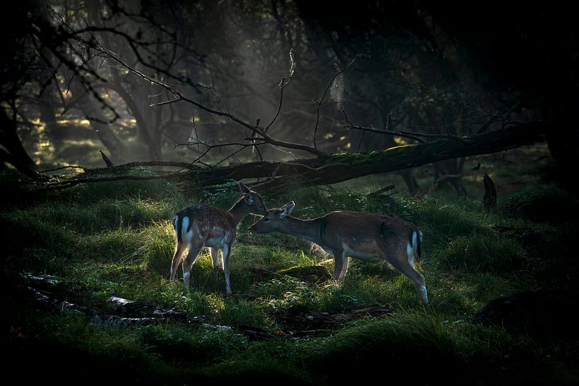 Mère et fille daim dans une forêt de conte de fées. par Albert Beukhof