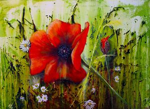 Mohnblume