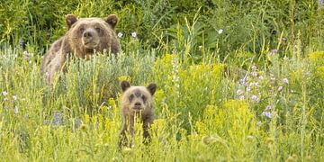 cute bears by Kris Hermans
