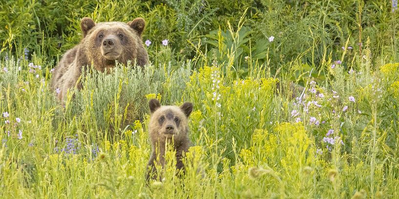des ours mignons par Kris Hermans